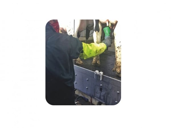 Hygiene Gloves